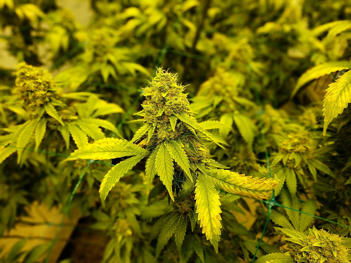 What Are Landrace Cannabis Strains? - Pro Naturals CBD Oil